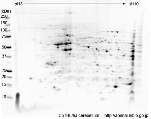 C57BL/6J マウス小脳--2DE