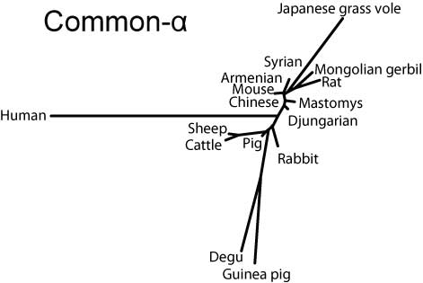 Common-alphaサブユニットの分子系統樹