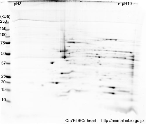 C57BL/6Cr マウス心臓--2DE