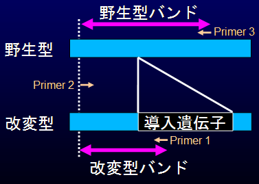 近傍プライマーの位置関係