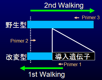 プライマー設計