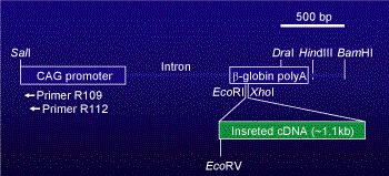 pCAGGS-based vector