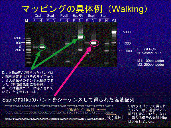 実際の近傍配列決定の様子