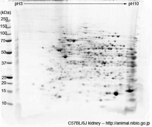 C57BL/6J マウス腎臓--2DE