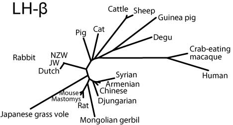 LH-betaサブユニットの分子系統樹