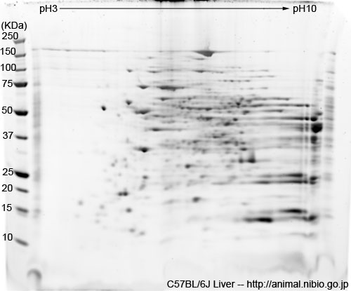 C57BL/6Jマウス肝臓--2DE