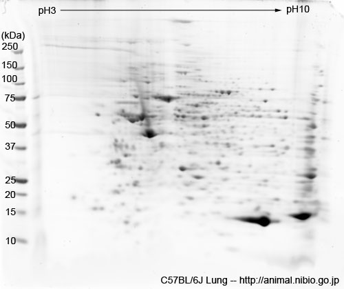 C57BL/6J マウス肺--2DE