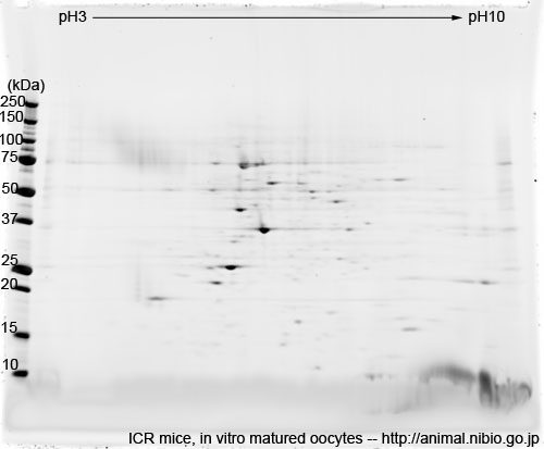 ICR マウス体外成熟卵子--2DE