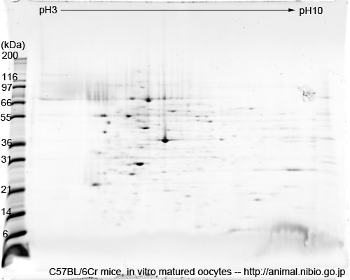 C57BL/6Cr マウス体外成熟卵子--2DE