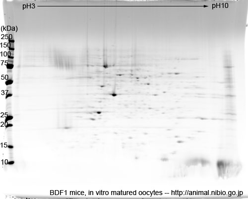 BDF1マウス体外成熟卵子--2DE