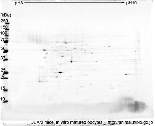 DBA/2 マウス体外成熟卵子--2DE
