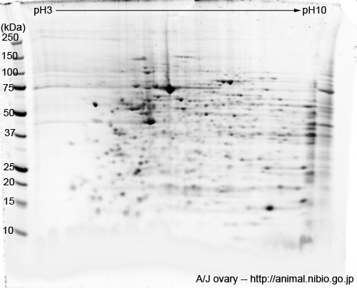 A/J マウス卵巣--2DE