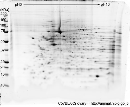 C57BL/6Cr マウス卵巣--2DE