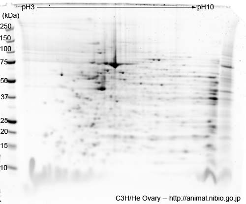 C3H/He マウス卵巣--2DE