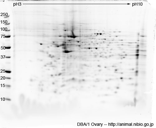 DBA/1 マウス卵巣--2DE