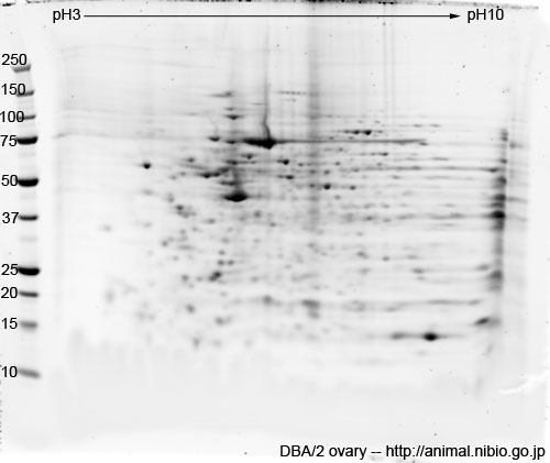 DBA/2 マウス卵巣--2DE
