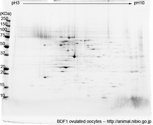 BDF1マウス排卵卵子--2DE