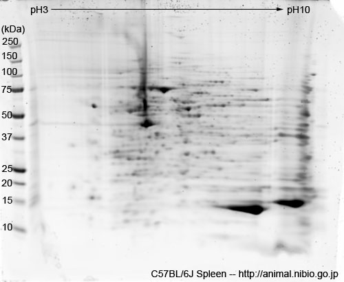 C57BL/6J マウス脾臓--2DE