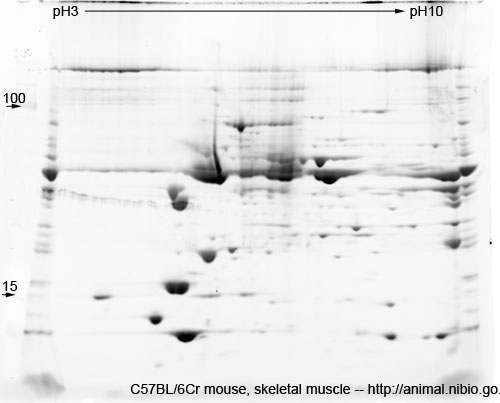 C57BL/6Cr マウス骨格筋--2DE