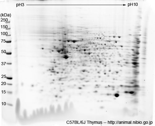 C57BL/6J マウス胸腺--2DE